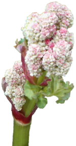 Rhubarb Flower Stalk