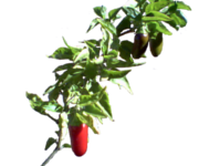 Red Jalepeno Pepper