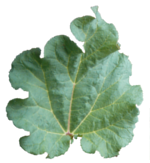 Rhubarb Leaf